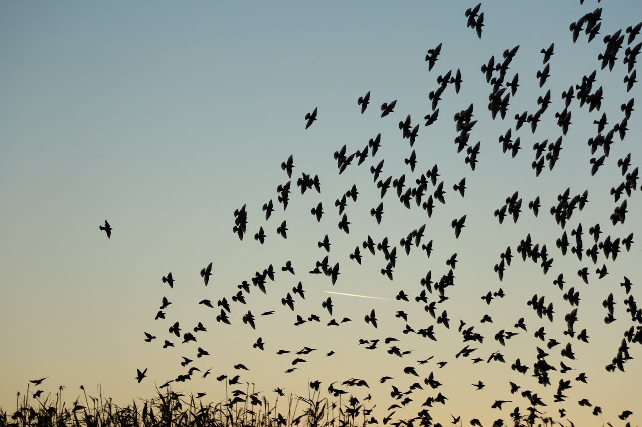 Navy and gold toned photo of a flock of birds flying together, representing AI agent swarms